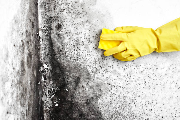 Best Mold Removal and Inspection  in Scottdale, GA